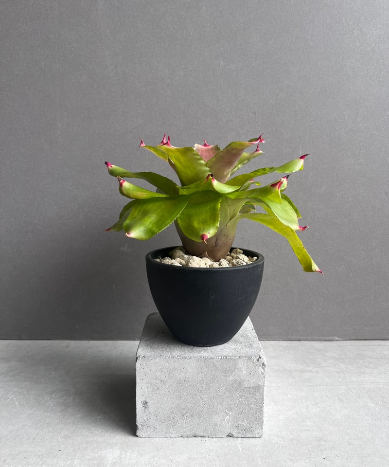 ネオレゲリア ハイブリッド 「Neoregelia hybrid」54A | SHOUCHIKUEN