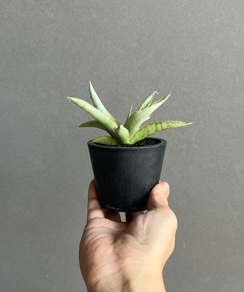 サンセベリア サイゴン 「Sansevieria Saigon (by Unyamanee