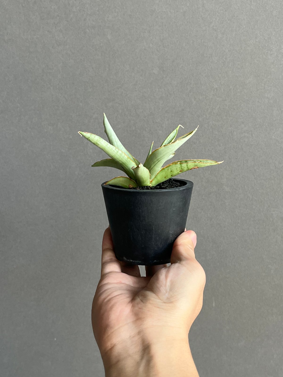 サンセベリア サイゴン 「Sansevieria Saigon (by Unyamanee