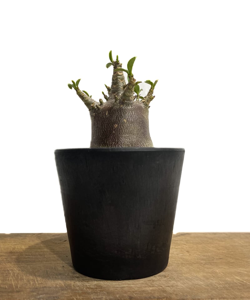 アデニウム アラビカムドワーフ タイプ “ブラック”「Adenium