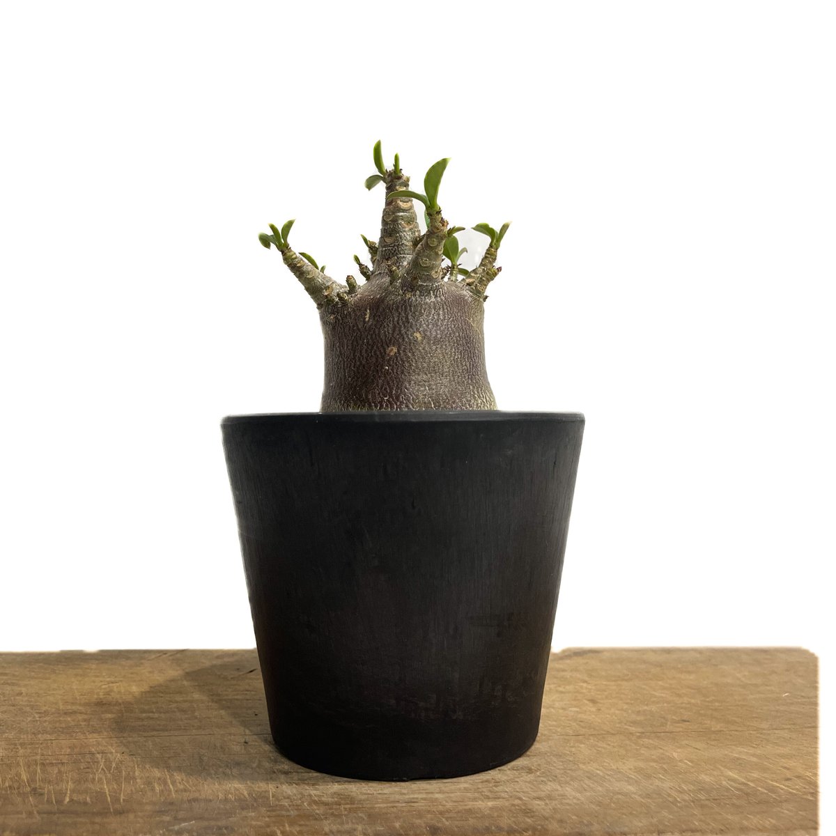 アデニウム　アラビカム　多頭タイプ アデニウム アラビカムドワーフ タイプ “ブラック”「Adenium arabicum