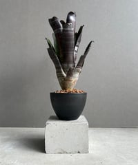 サンセベリア スサノオ 「Sansevieria Susano 'O' (by Unyaman