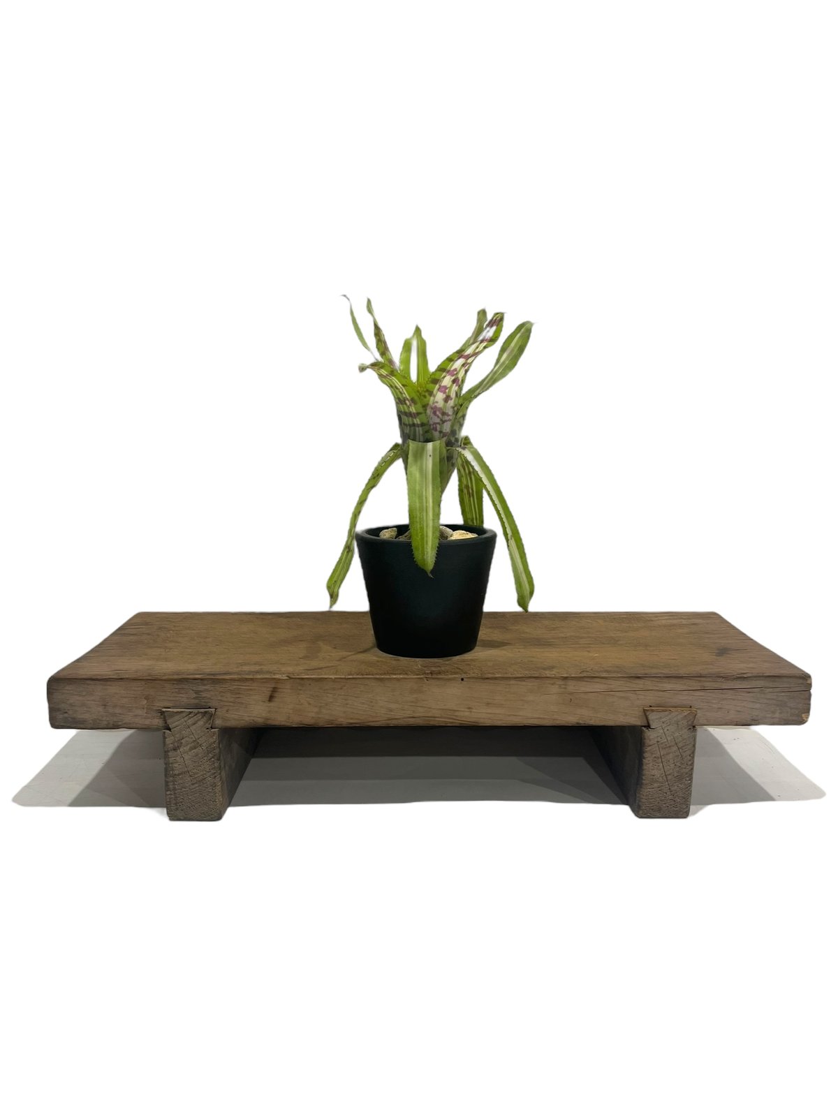 エクメア バート 斑入 「Aechmea Bert variegated」8S | SHOUC