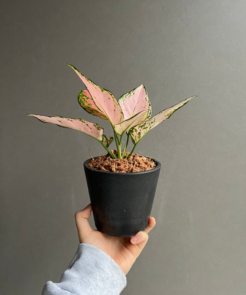 アグラオネマ ベビー ピンク 「Aglaonema Baby Pink」63X | SHOUC