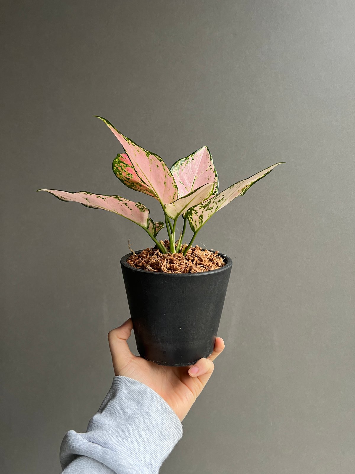 アグラオネマ ベビー ピンク 「Aglaonema Baby Pink」63X | SHOUC