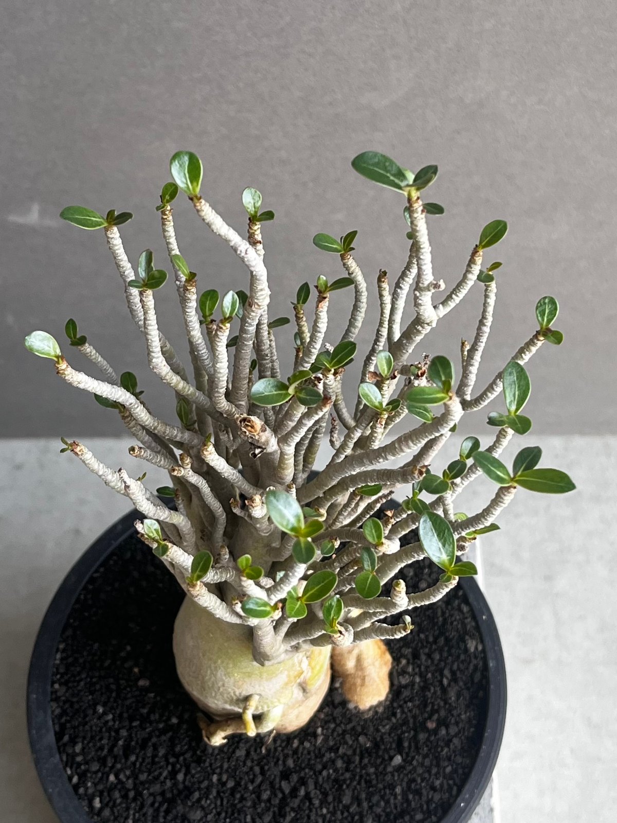 親父93 斑入り アデニウム・オベスム Adenium Obesum