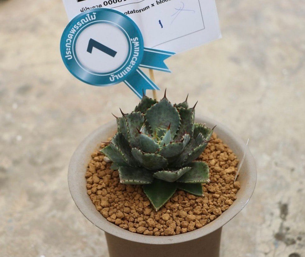 アガベ　FIPハイブリッド　大株 fit=scale-down,w=1200