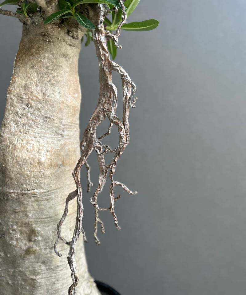 アデニウム タイ ソコトラナム “BONSAI” 「Adenium Thai socotran