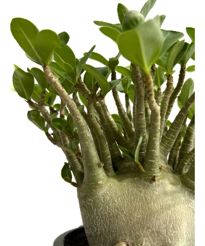 アデニウム アラビカム ドワーフ タイプ「Adenium arabicum dwarf ty