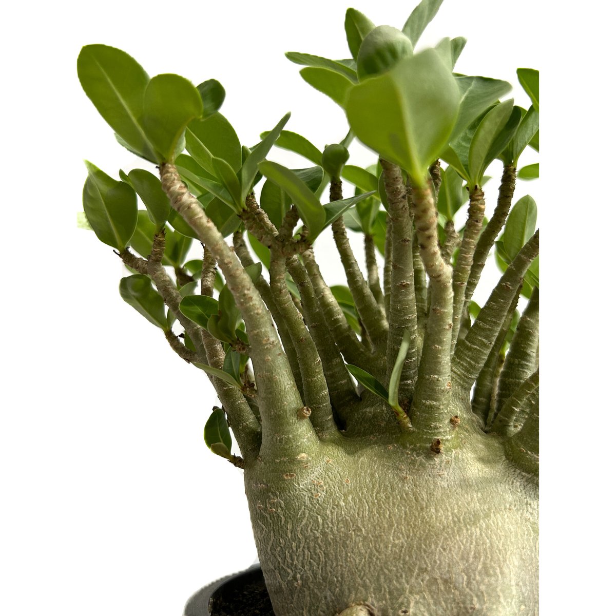 アデニウム アラビカム ドワーフ タイプ「Adenium arabicum dwarf ty