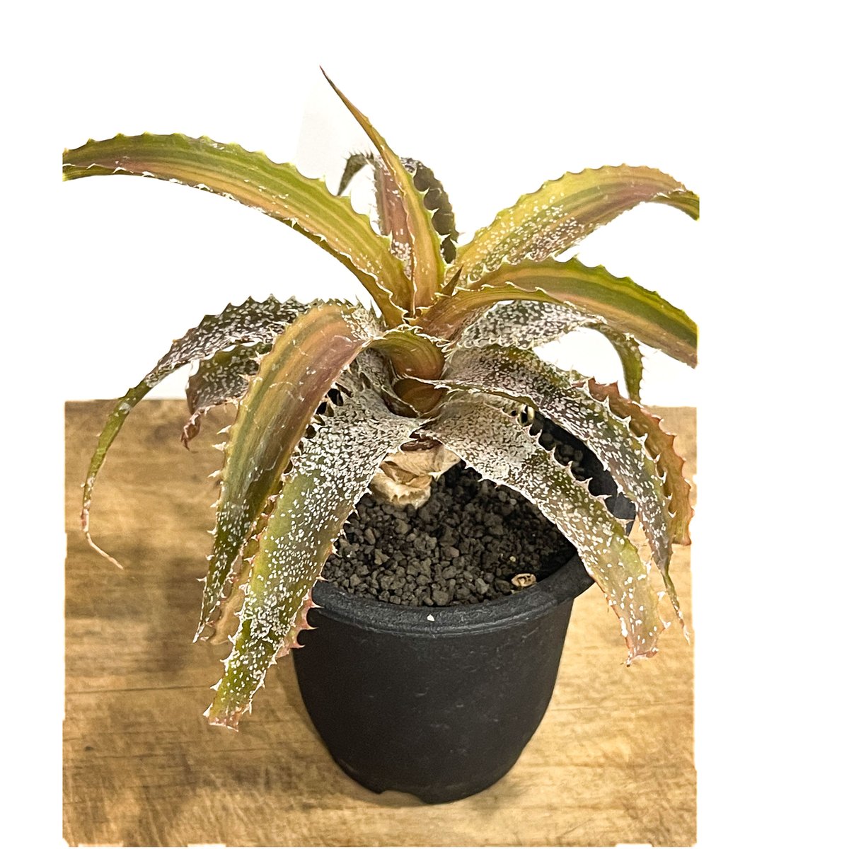 オルソフィツム ゲルケニー「Orthophytum gurkenii」6/28-881 | S