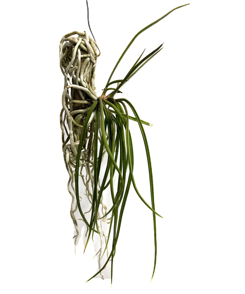 セイデンファデニア　ミトラタ 楽天市場】（観葉植物）洋ラン セイデンファデニア ミトラタ（1株