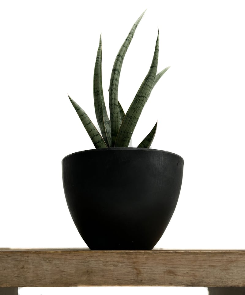 サンセベリア コヨーテ 「Sansevieria Coyote」3/16-110 | SHOU