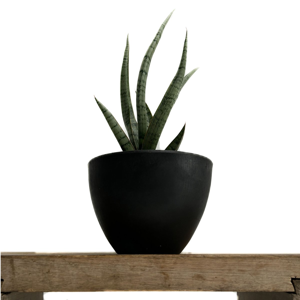 サンセベリア コヨーテ 「Sansevieria Coyote」3/16-110 | SHOU