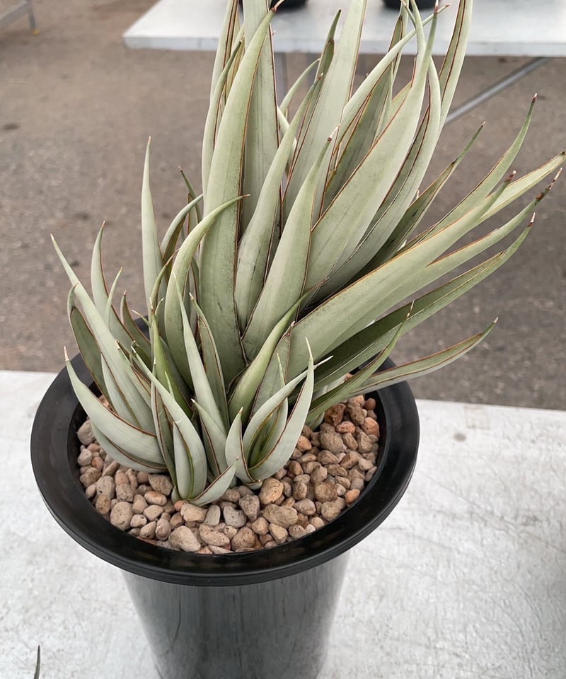 EMP サンセベリア ヘルファイヤ / SA251 サンセベリア ヘルファイア + pmp 「Sansevieria Hellfire 」1S |