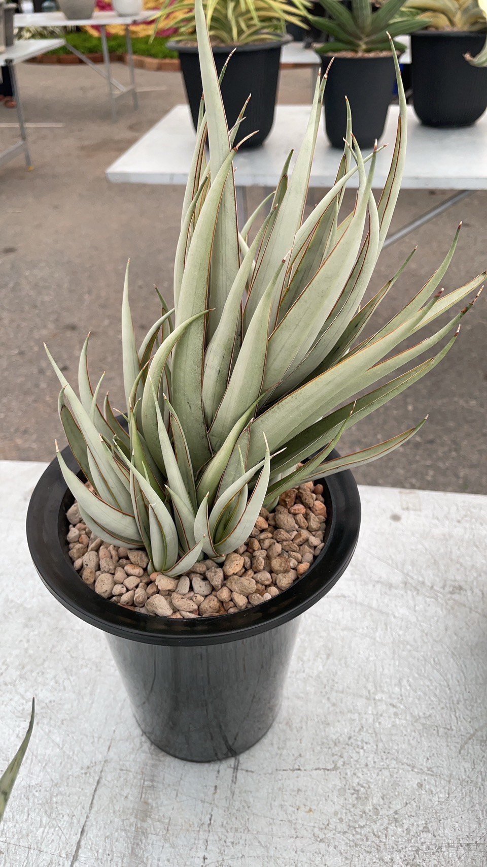 EMP サンセベリア ヘルファイヤ / SA251 サンセベリア ヘルファイア + pmp 「Sansevieria Hellfire 」1S |