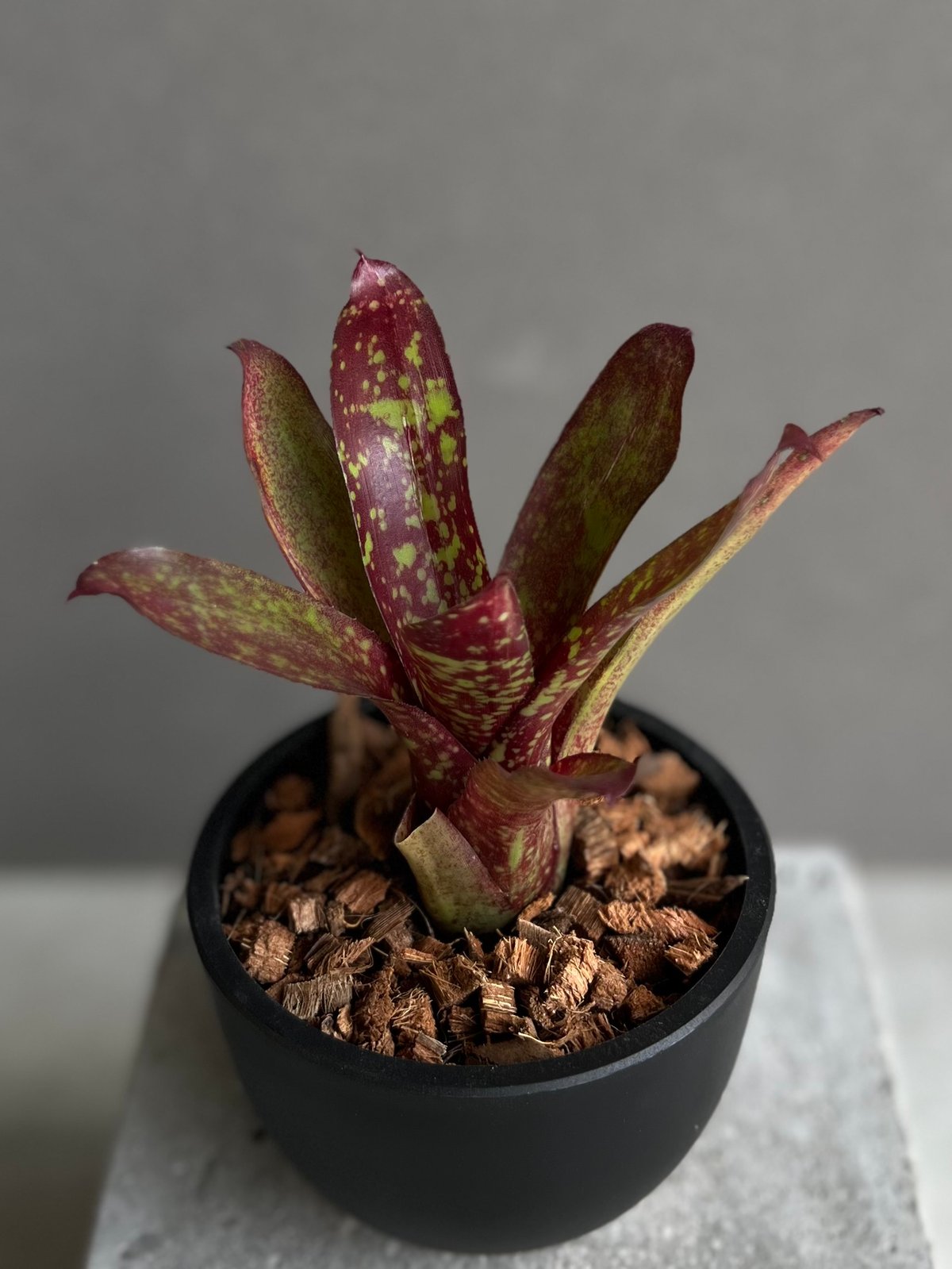 ネオレゲリア スプリング チューリップ 「Neoregelia Spring