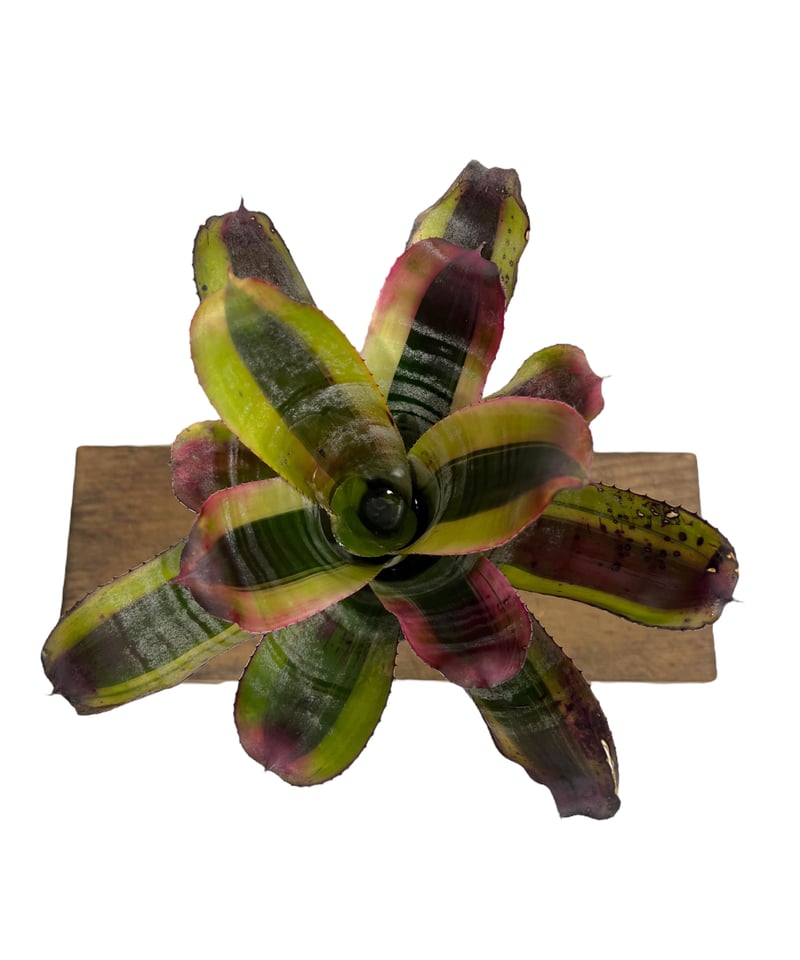 エクメア オットー 「Aechmea Otto」35T | SHOUCHIKUEN