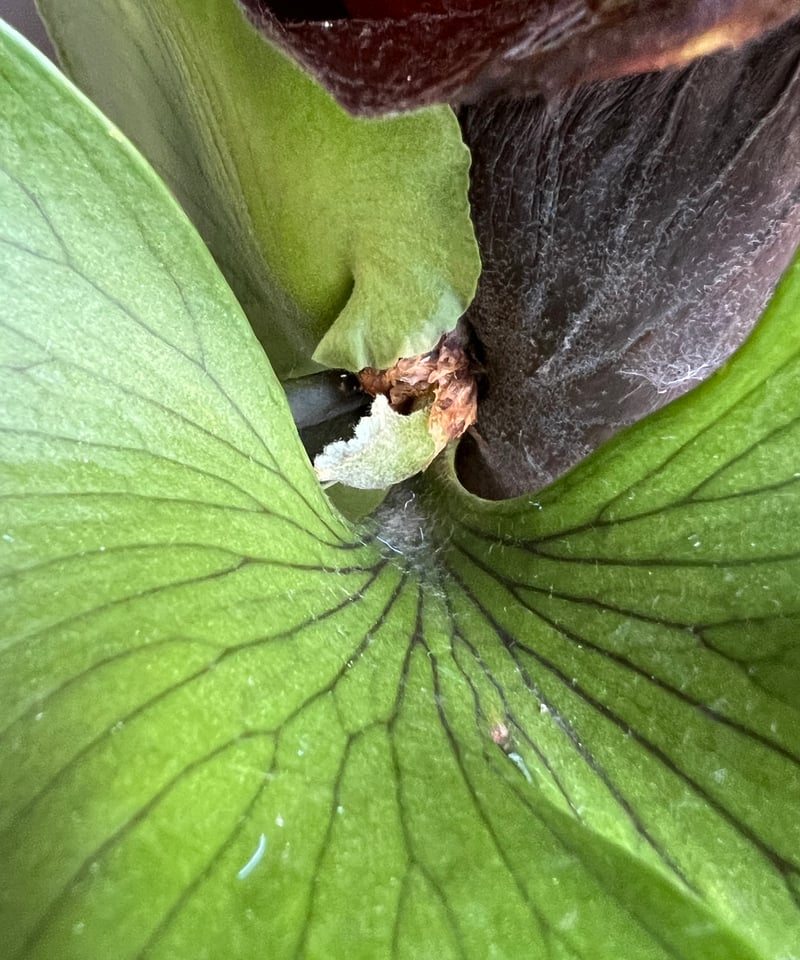 ビカクシダ スリナリウム（P. コロ ナリウムxP.ワンダエ