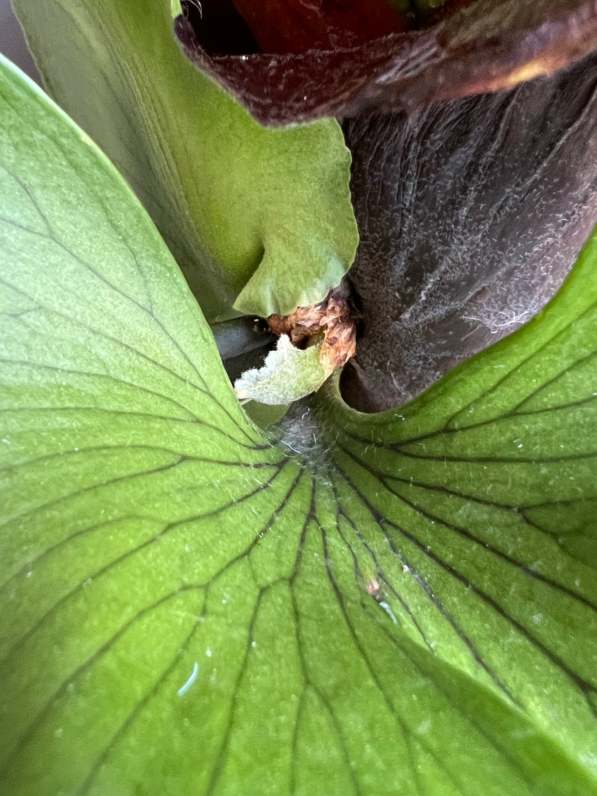 ビカクシダ スリナリウム（P. コロ ナリウムxP.ワンダエ