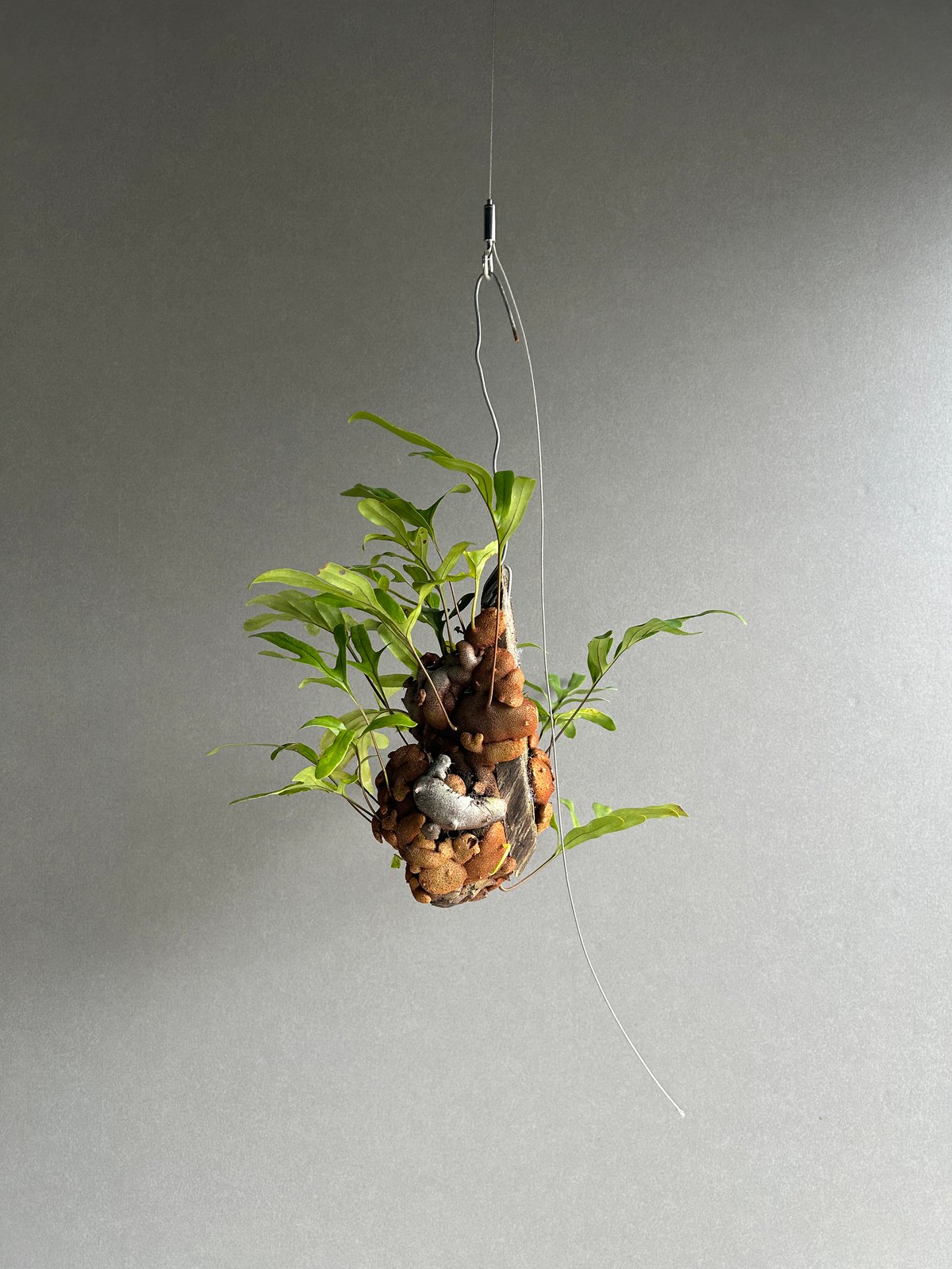 レカノプテリス クルスタセア「Lecanopteris crustacea」62J | SHO