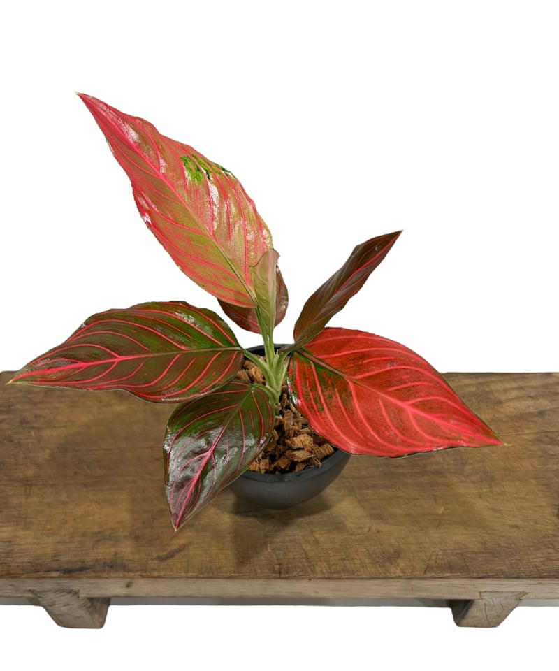 アグラオネマ レッド ベイン 「Aglaonema Red Vein」40S | SHOUCH