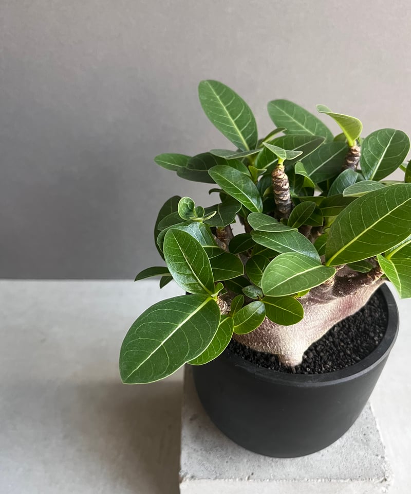 アデニウム アラビカム スーパー ドワーフ “ブラック” 「Adenium