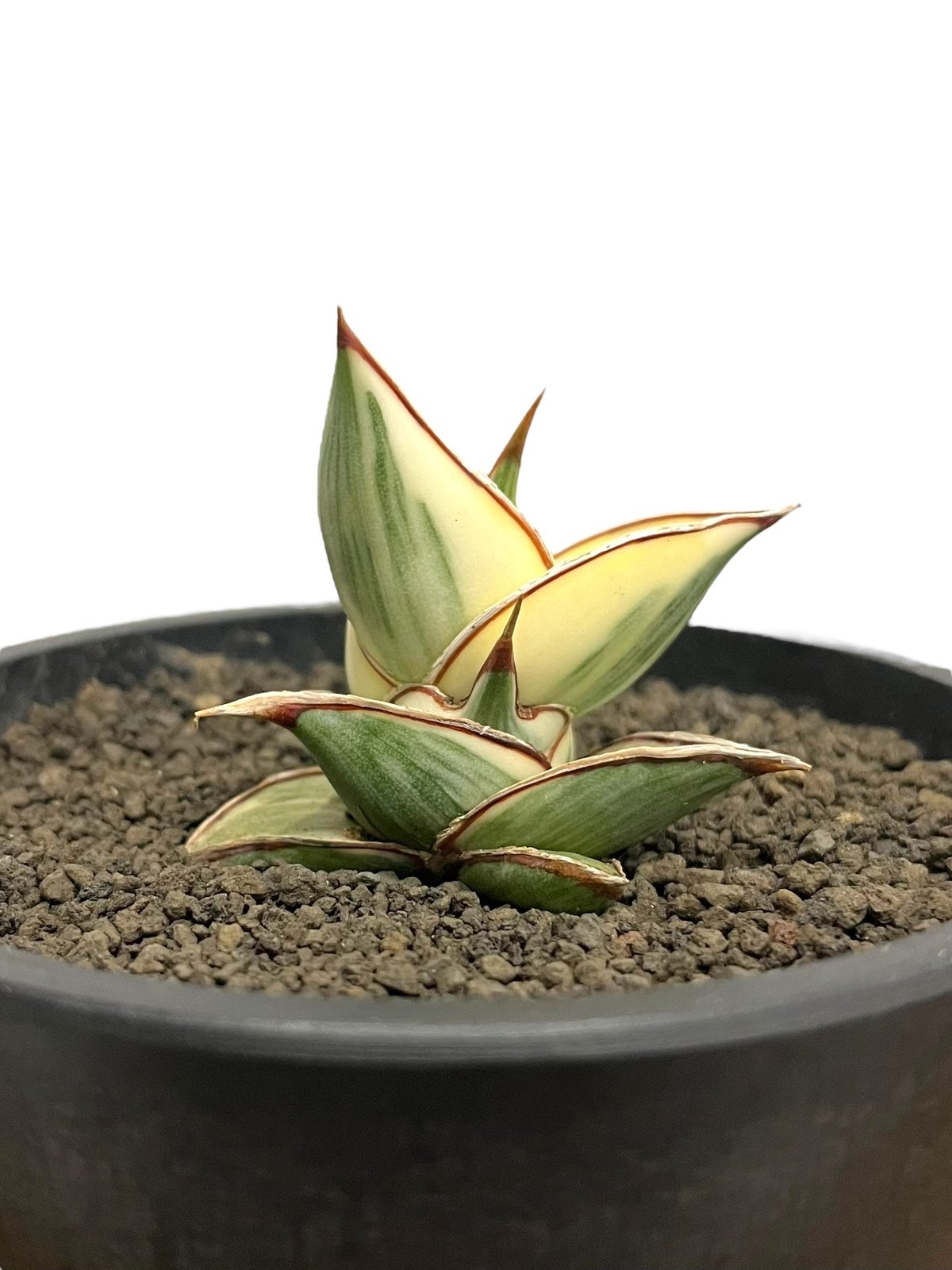 サンスベリア ピングイキュラ 斑入 S. Pinguicula Var サンセベリア ピングイキュラ 斑入 「 Sansevieria pinguicula Vari