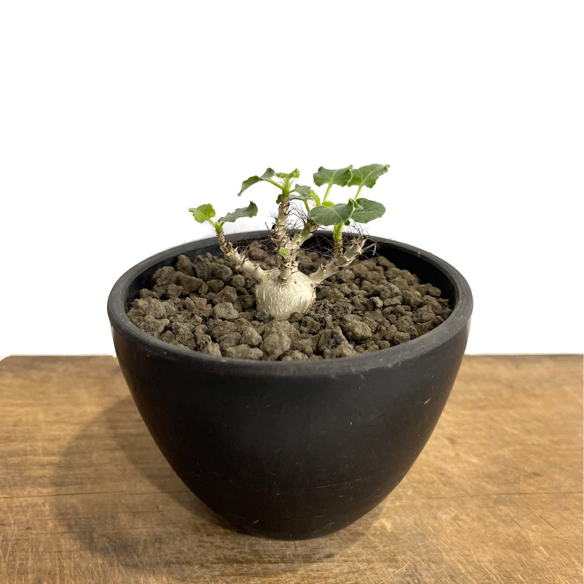 ヤトロファ マルギナータ 「 jatropha marginata」7/5 | SHOUCH