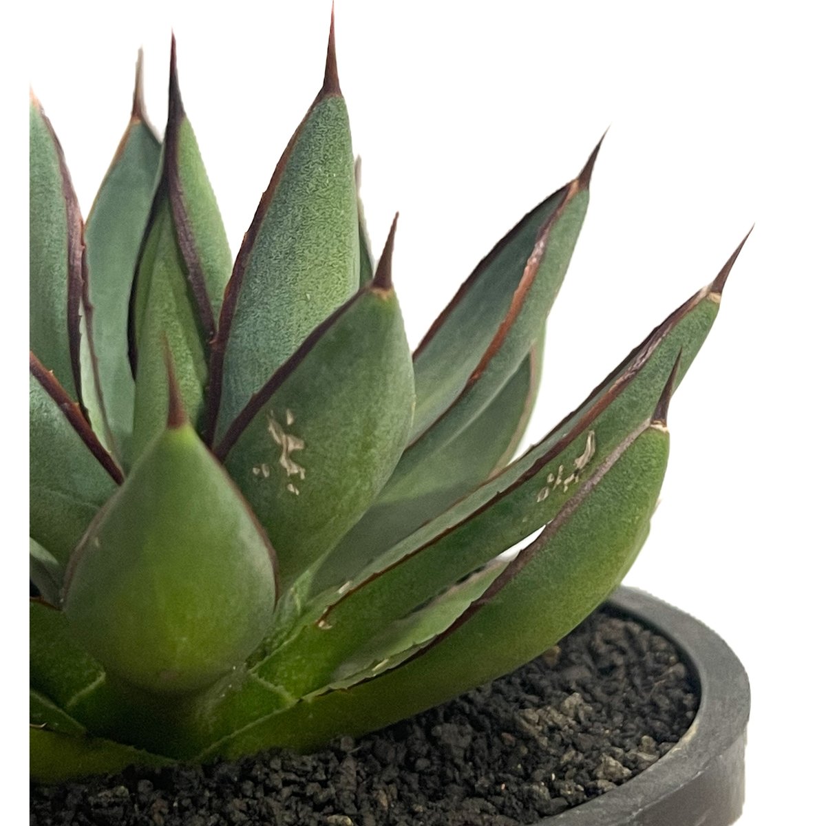 アガベ グリーンゴブレット 斑入り アガベ グリーンゴブレット 斑入り