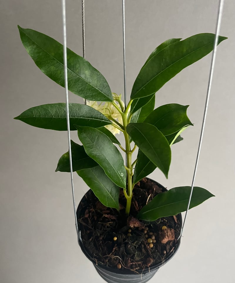 レア Hoya Lockii ホヤ ロッキー 希少種 サクララン