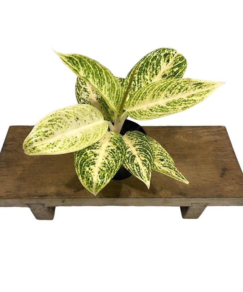 アグラオネマ ホワイト レガシー 「Aglaonema White Legacy」9P