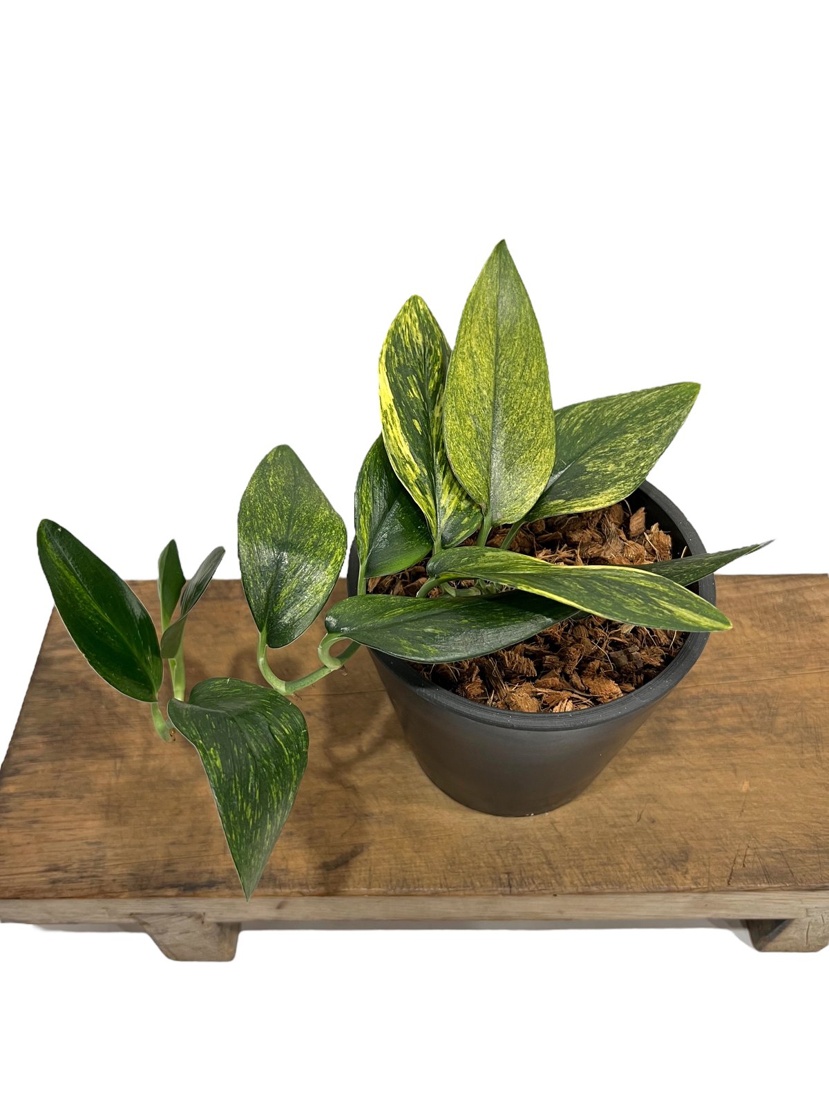 スキンダプサス トレビー 黄斑入 “変異種” 「Scindapsus treubii Yell