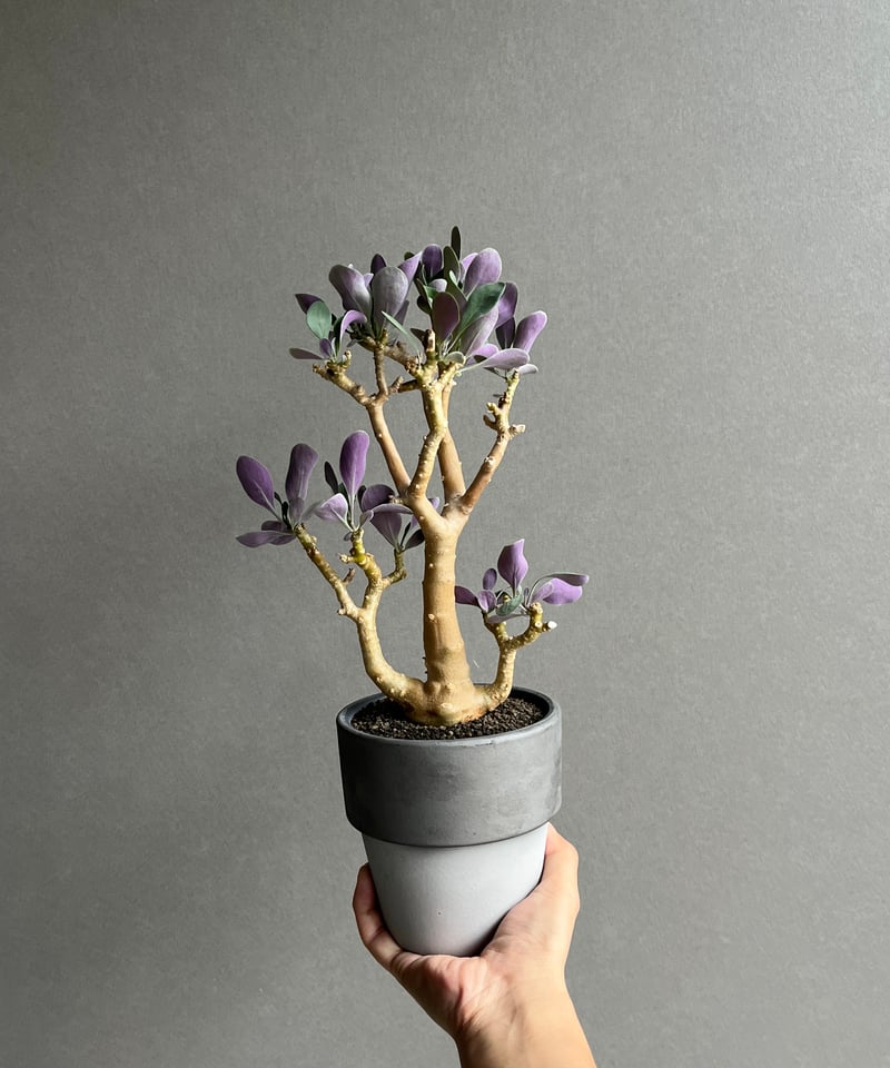 オトンナ トリプリネルビア + DARK SILVER Pot 「Othonna tripli