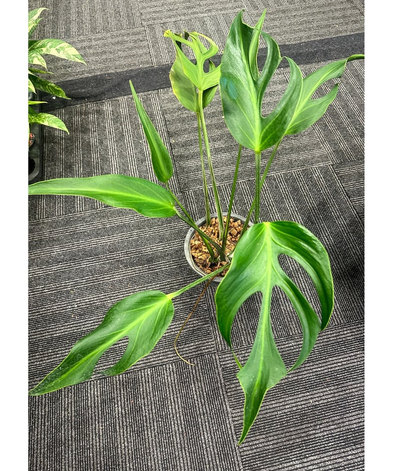 バールマルクスフレーム モンステラ Burle marx's flame Monstera 'Burle Marx Flame' — Plant Wholesale FlorAccess