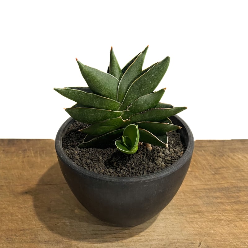 サンセベリア ピングイキュラ x ロリダ「Sansevieria pinguicula x r...