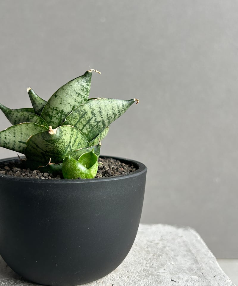 サンセベリア インフィニティ「Sansevieria Infinity 」57I | SHOU