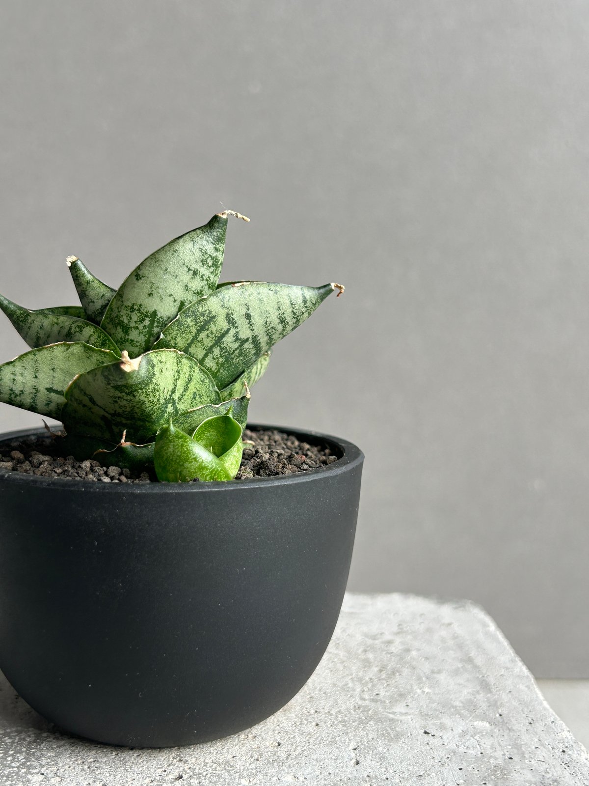 サンセベリア インフィニティ「Sansevieria Infinity 」57I | SHOU