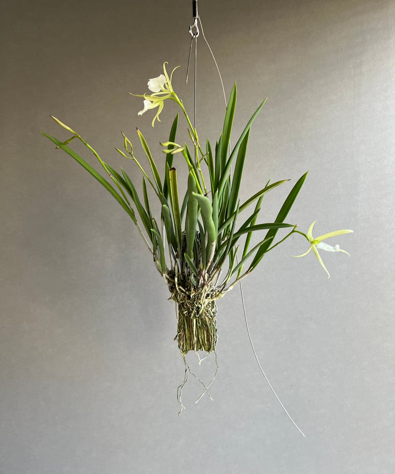 イスラヤ　パウシスピノーサとフラビスピナ イスラヤ パウシスピノーサとフラビスピナ