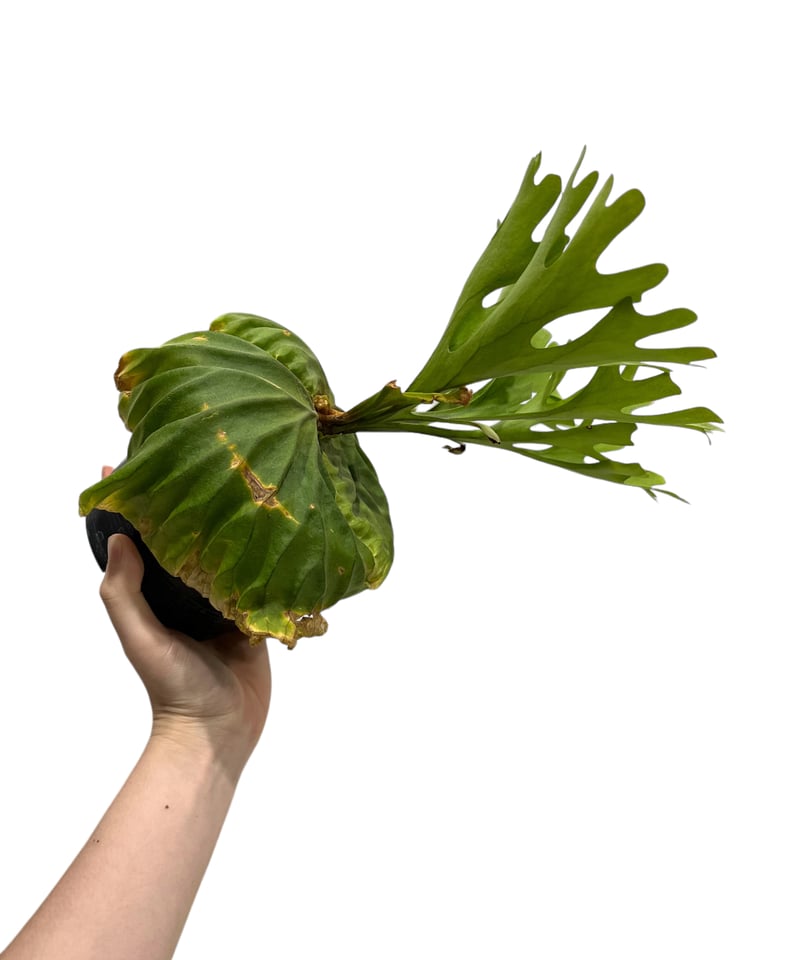 ビカクシダ リドレイ(by ヌクル) 「Platycerium ridleyi (by Nuk