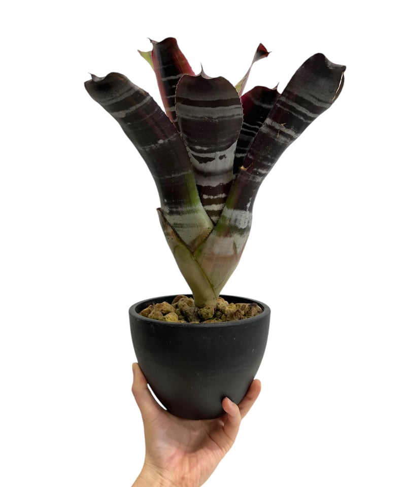 エクメア　オットー エクメア オットー | ソレトナ植物店