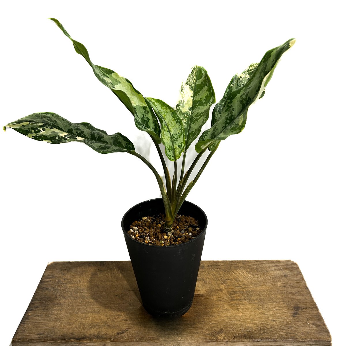 アグラオネマ マニラズ プライド 斑入「Aglaonema Manila's Pride va