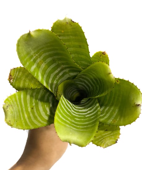 エクメア チャンティニー グリーン「Aechmea chantinii Green」4/5-260
