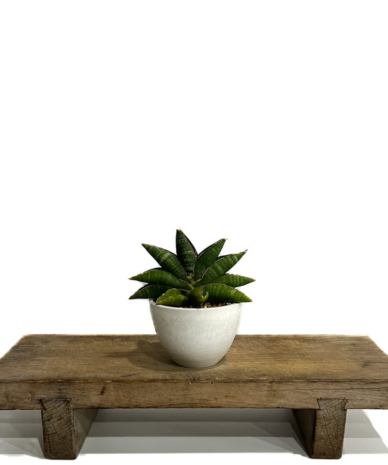 【珊瑚】・バシリオ・リベリーノ Silver Grizzly | Toriko Wiki | Fandom