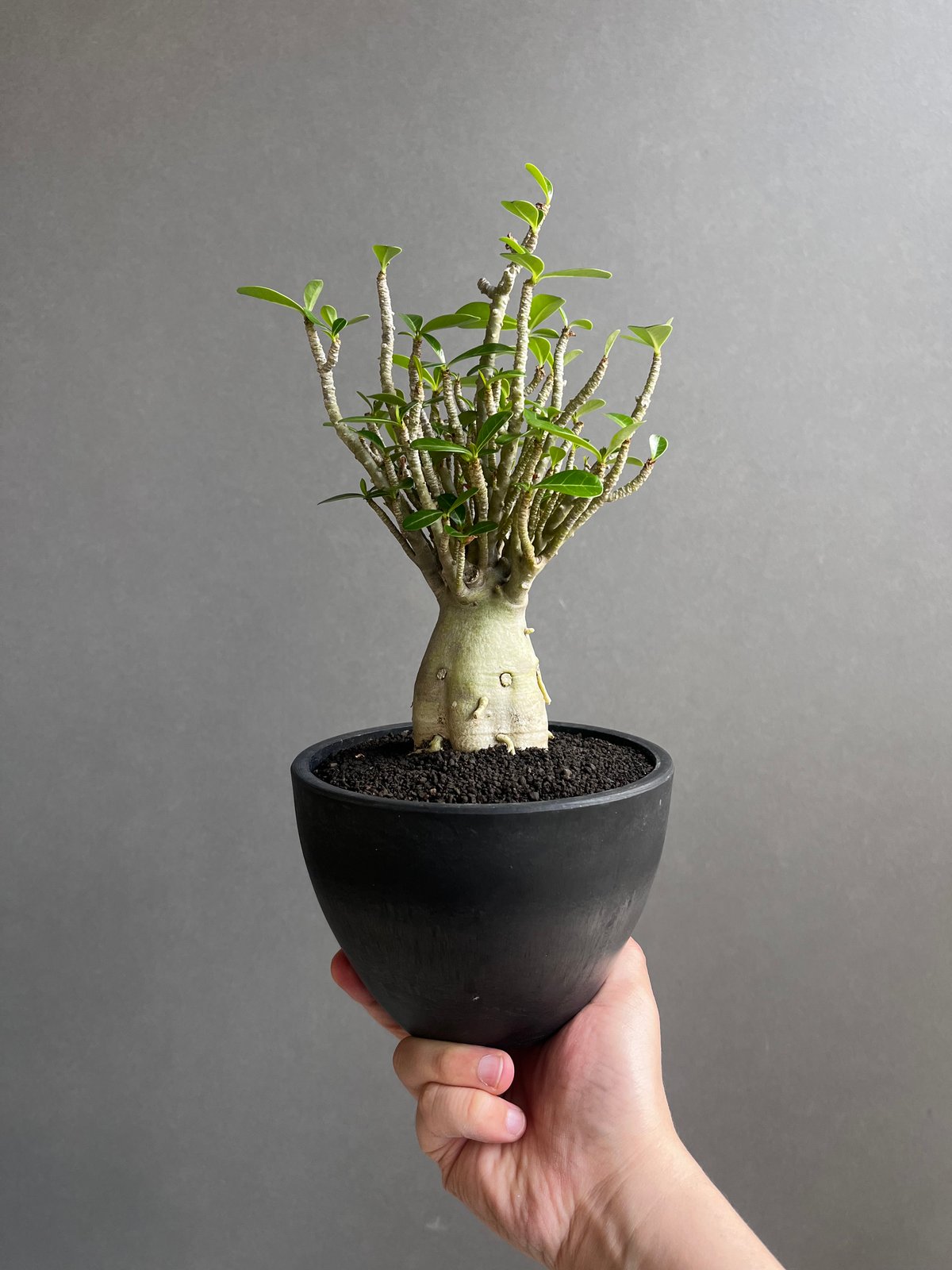Aeternum Desiderium\"（アエテルヌム・デシデリウム）※取置商品 アデニウム オベスム 「Adenium obesum 」3/29-222 | SHOUCHI