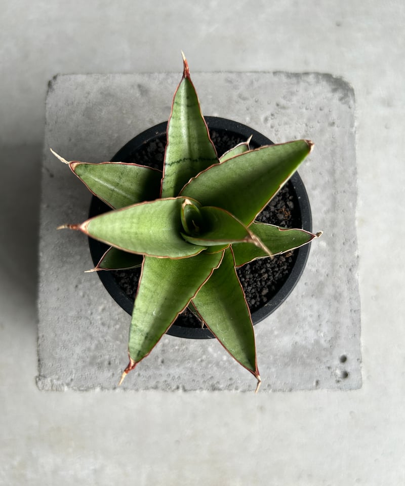 サンセベリア ノック ユン「Sansevieria Nok Yung」60I | SHOUCH