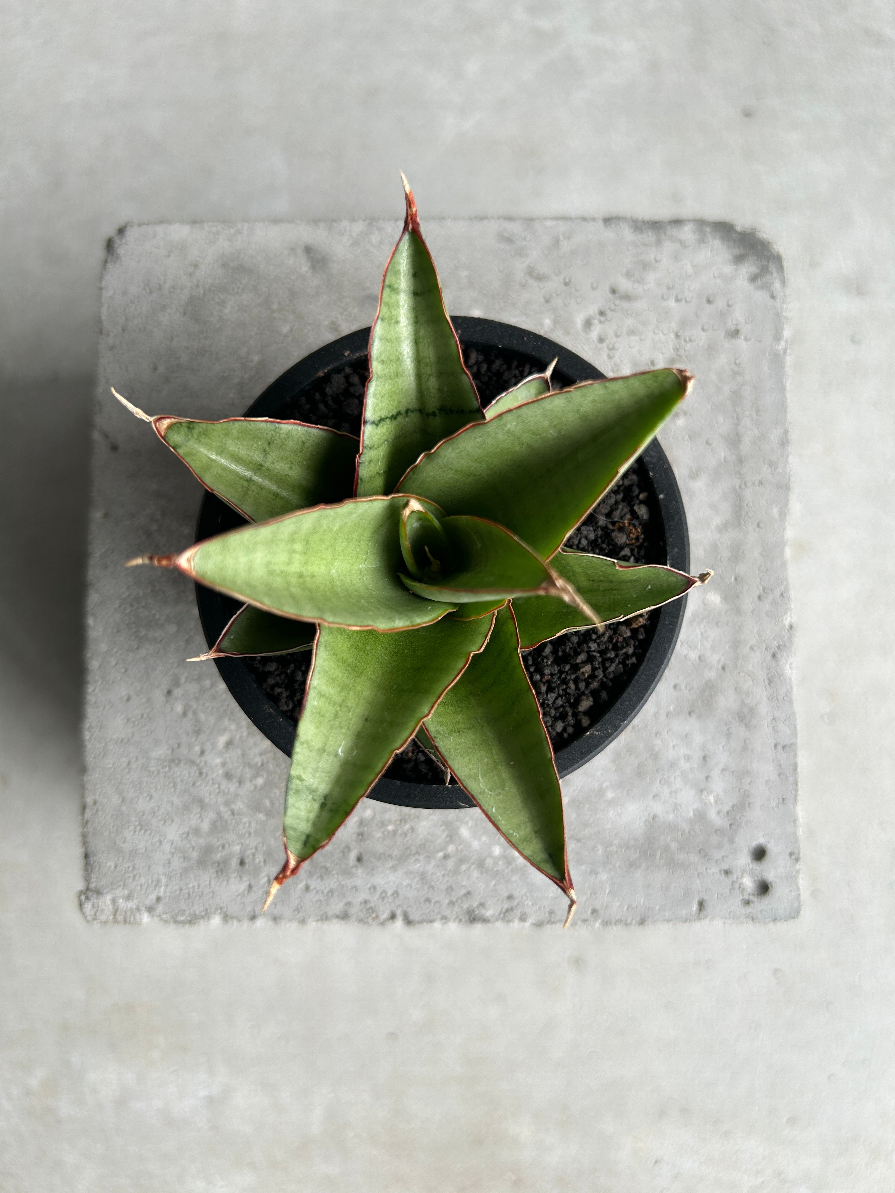 サンセベリア ノック ユン「Sansevieria Nok Yung」60I | SHOUCH