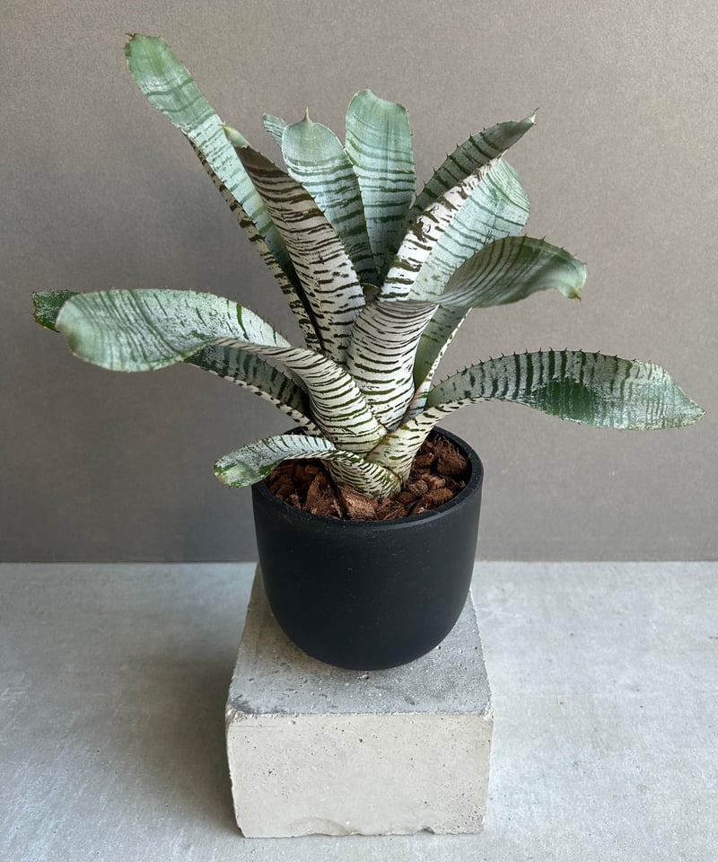 エクメア チャンティニー デ レオン「Aechmea Chantinii De Leon」24