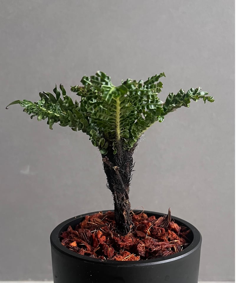 ブレクナム ギッバム ドワーフ 「Blechnum gibbum Dwarf 」91C