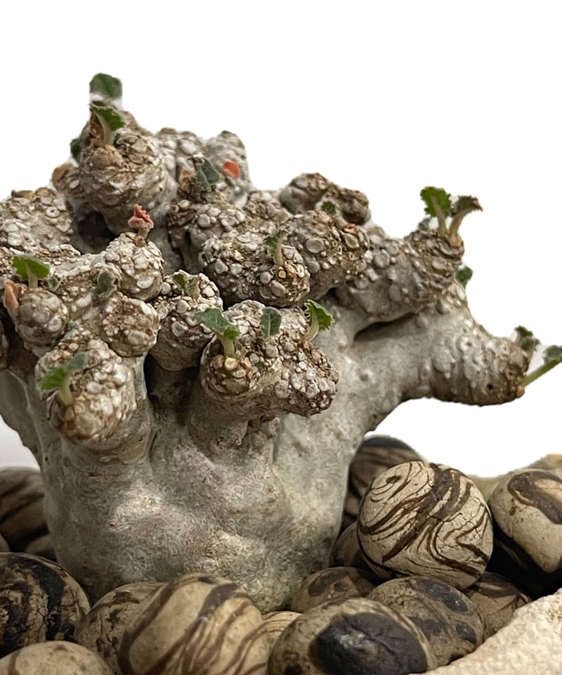 ドルステニア ラブラニー 綴化 + 陶器「Dorstenia lavrani